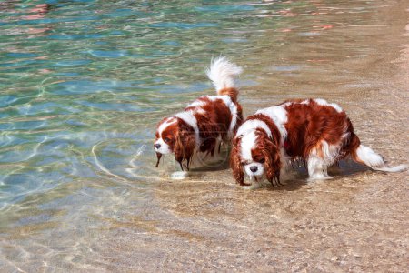 dos hermosos ejemplos de Cavalier King Charles spaniels, divirtiéndose en las aguas cristalinas del archipiélago toscano