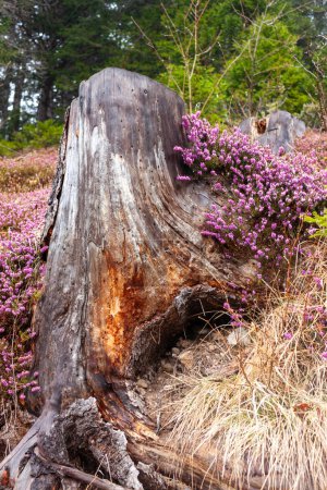 La fuerza de la naturaleza: un hermoso brezo florece en sus tonos magenta envuelve un tronco de árbol que parece estar muerto 