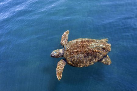 La tortuga marina Caretta Caretta, de la isla Cefalonia (o Cefalonia), es la más grande de las islas Jónicas en el oeste de Grecia. 