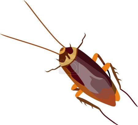 Ilustración de Vector animal de insecto de cucaracha - Imagen libre de derechos