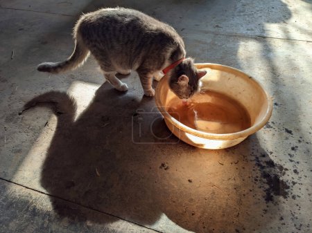 kitty drinks water from a big bowl