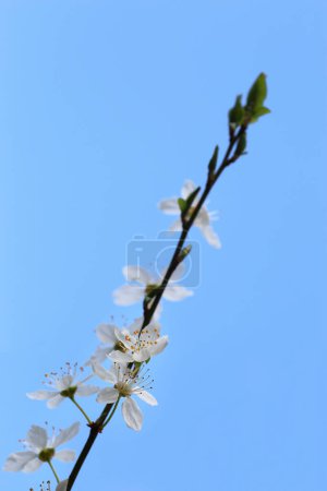 Téléchargez les photos : Branches de floraison macro cerise avec un accent doux sur fond bleu clair ciel doux dans la lumière du soleil avec espace de copie. Belle image florale du printemps nature vue panoramique. - en image libre de droit