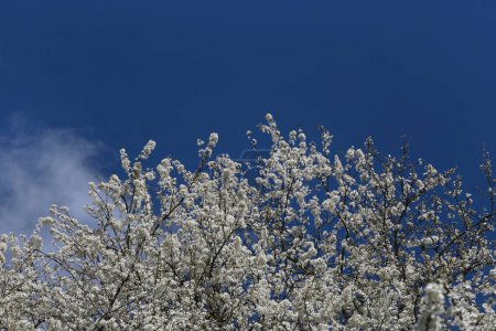 Téléchargez les photos : Branches de fleurs cerise fond bleu ciel dans la lumière du soleil avec espace de copie. Belle image florale du printemps nature vue panoramique. - en image libre de droit