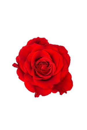 Téléchargez les photos : Rose rouge isolée sur fond blanc. Vue du dessus - en image libre de droit