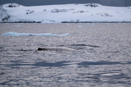 Blick auf den Rücken eines Buckelwals im Südlichen Ozean