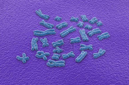Téléchargez les photos : Structures chromosomiques humaines (23 + X, Y) constituées de protéines et d'une seule molécule d'ADN - vue isométrique Illustration 3D - en image libre de droit