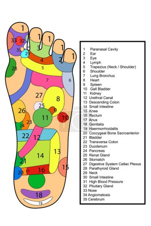 Photo for Simple vector acupuncture, traditional alternative heal, left and right foot and english description - Royalty Free Image