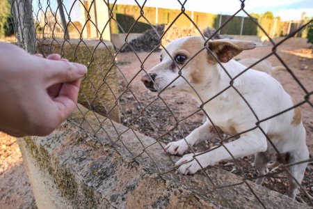 Foto de Abandoned cute dog behind bars. Hungry pet is asking for food. Close up of sad animal eyes. Lonely dog in a shelter waiting for an adoption. Animal mistreatment. Horizontal high quality photo. - Imagen libre de derechos
