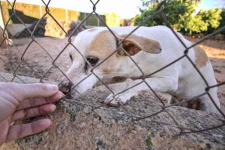 Foto de Abandoned cute dog behind bars. Hungry pet is asking for food. Close up of sad animal eyes. Lonely dog in a shelter waiting for an adoption. Animal mistreatment. Horizontal high quality photo. - Imagen libre de derechos