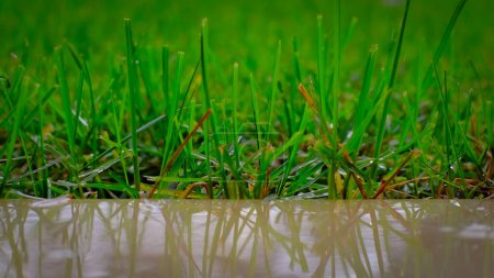 Téléchargez les photos : Gros plan d'une herbe verte lorsqu'il pleut. Lâchez les éclaboussures. Gros plan de gouttes d'eau. - en image libre de droit