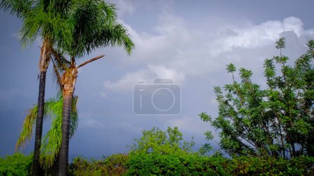 Photo for Three palm trees standing. Rainbow on the background. After rain sky. Beautiful green nature in Spain. - Royalty Free Image