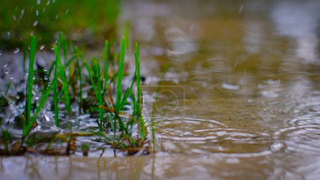 Foto de Primer plano de una hierba verde mientras llueve. Suelta salpicaduras. Primer plano de las gotas de agua. - Imagen libre de derechos