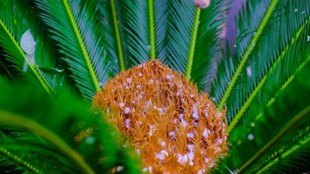 Téléchargez les photos : Grêle sur un palmier vert. Gouttelettes congelées en climat tropical. Gros plan d'un copain qui part. Grêlons tombants. - en image libre de droit