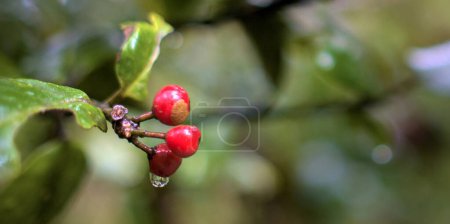 Photo for Close up of wild barbusano berries in a forest. Red berry with a water drop is growing in woods. Blurry background. Macro photography. - Royalty Free Image