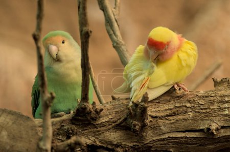 Photo for Rosy-faced lovebird and sun conure parrot birds is sitting on a branch. Peach, red, rose and green color. Beautiful animal. - Royalty Free Image