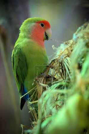 Photo for Rosy-faced lovebird parrot bird is sitting on a branch and building a nest. Peach, red, rose and green color. Beautiful animal. - Royalty Free Image