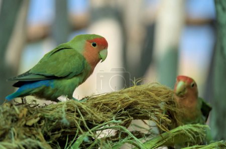 Photo for Rosy-faced lovebird parrot bird is sitting on a branch and building a nest. Peach, red, rose and green color. Beautiful animal. - Royalty Free Image