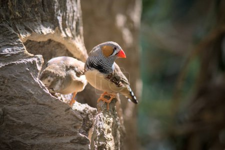 Photo for Zebra finches bird is sitting on a branch on a tree among leaves. A small bird in a Canary Island. Beauty in nature. - Royalty Free Image