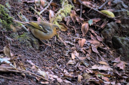 Téléchargez les photos : Video of a Common Chaffinch sitting on a ground in the woods. Bird is searching for food in a forest. Close up of a wild bird. - en image libre de droit