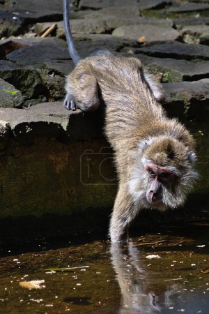 Téléchargez les photos : Gros plan d'un singe. Portrait d'un singe patas commun drôle. L'animal est assis sur une pierre. - en image libre de droit