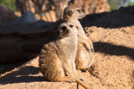 Foto de Surikate animal lindo surikate suricatas. Furia Meerkat está vigilando. Fondo marrón soleado. Animales en el zoológico. - Imagen libre de derechos