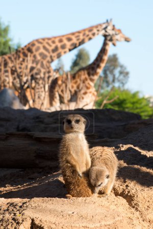 Foto de Surikate animal lindo surikate suricatas. Furia Meerkat está vigilando. Fondo marrón soleado. Animales en el zoológico. - Imagen libre de derechos