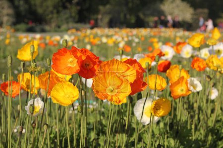 Photo for Nature background with poppy flower. Flowers Red orange poppies blossom on a wild field. Beautiful field red poppies. Red yellow poppies in soft light. - Royalty Free Image