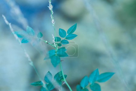 Photo for This photo showcases a close-up of vibrant green leaves against a blurred background, highlighting their natural beauty and creating a serene and captivating visual. - Royalty Free Image