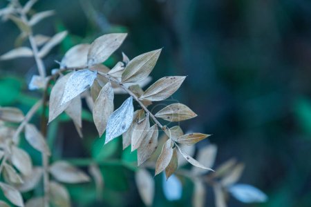Photo for This photo showcases a close-up of vibrant green leaves against a blurred background, highlighting their natural beauty and creating a serene and captivating visual. - Royalty Free Image
