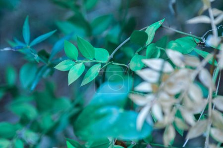 Foto de Esta foto muestra un primer plano de hojas verdes vibrantes sobre un fondo borroso, destacando su belleza natural y creando una imagen serena y cautivadora. - Imagen libre de derechos