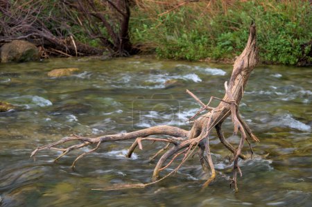 Esta foto de alta calidad captura la serenidad de una rama que descansa en el agua del río, con una perspectiva enfocada que resalta los intrincados detalles de la rama contra el suave flujo del agua.. 