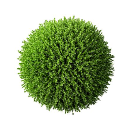 Foto de Planta redonda de coníferas, esfera verde o arbusto aislado sobre fondo blanco. Vista superior. Plantilla o diseño. 3d renderizar - Imagen libre de derechos