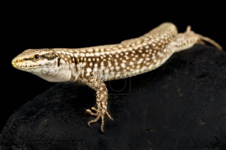 Téléchargez les photos : Bulgarian wall lizard (Podarcis erhardii riveti) - en image libre de droit