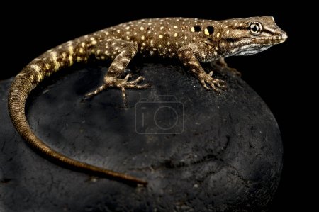 Foto de Atlas day gecko (Quedenfeldtia moerens) - Imagen libre de derechos