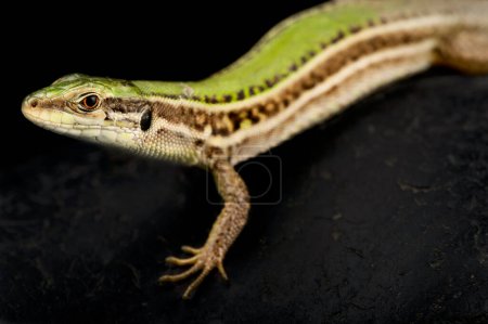 Photo for Ionian Wall Lizard (Podarcis ionicus) - Royalty Free Image