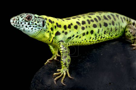 Photo for Iberian emerald lizard (Lacerta schreiberi) female - Royalty Free Image