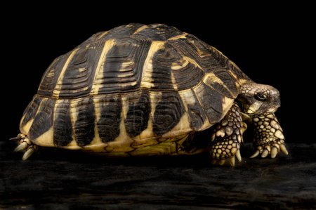 Foto de Western Hermann's tortoise (Testudo hermanni hermanni) - Imagen libre de derechos