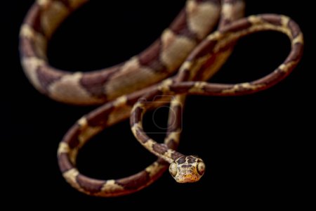 Foto de Serpiente de árbol sin cabeza (Imantodes cenchoa) - Imagen libre de derechos