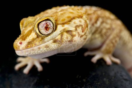 Albino Ocelot gecko (Paroedura picta)