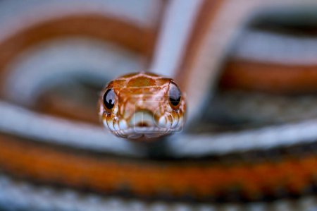 Die San Francisco Strumpfbandnatter (Thamnophis sirtalis tetrataenia) ist eine stark gefährdete Schlangenart, die in der Umgebung von San Fransisco, USA, gefunden wurde..