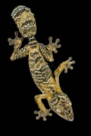 Le gecko à queue feuillue (Uroplatus henkeli) de Henkel est un véritable maître du camouflage. Ils s'aplatissent contre les troncs d'arbres et sont pratiquement invisibles. Ils sont endémiques de Madagascar.