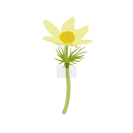 Illustration for Pulsatilla spring flower. Pasque flower, meadow anemone botanical drawing. Colored floral hand drawn vector illustration. - Royalty Free Image