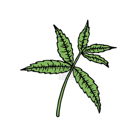Ilustración de Verbena azul americana (Verbena hastata). Ilustración dibujada a mano vectorial en estilo de boceto
. - Imagen libre de derechos