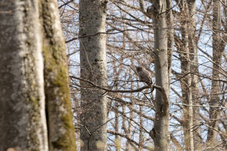 Foto de Ural owl (Strix uralensis) en bosque natural de haya de primavera en la cordillera de Borzhava en las montañas de los Cárpatos, Ucrania - Imagen libre de derechos