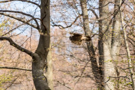 Foto de Ural owl (Strix uralensis) en bosque natural de haya de primavera en la cordillera de Borzhava en las montañas de los Cárpatos, Ucrania - Imagen libre de derechos