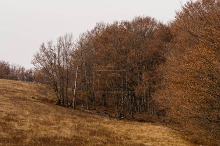 Photo for Autumn on Bozeva mountain in Carpathian mountains, Ukraine - Royalty Free Image