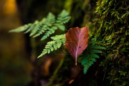 Wilder natürlicher Wald mit Dryopteris filix-mas Farn in Nahaufnahme im Herbst, Karpaten, Ukraine