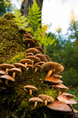 Flammulina velutipes champignons poussant sur un arbre tombé dans la forêt de hêtres d'automne, montagnes des Carpates, Ukraine