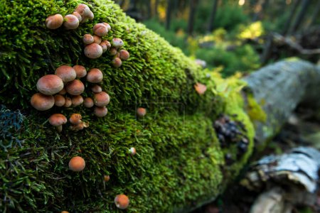 Flammulina velutipes mushrooms growing on a fallen tree in autumn beech forest, Carpathian mountains, Ukraine
