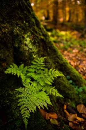 Wilder natürlicher Wald mit Dryopteris filix-mas Farn in Nahaufnahme im Herbst, Karpaten, Ukraine